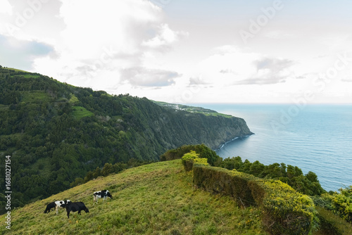 Cows grazing on the green pasture eating grass Azores islands