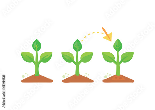 Seedling growth progression with arrow indicating movement