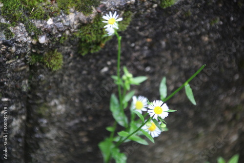 Es blüht an allen Ecken