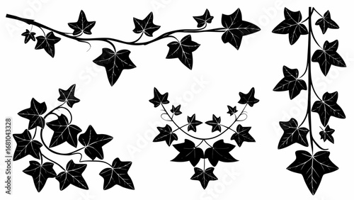 Elegant ivy vines create a classic botanical design element ready for your next creative project now
