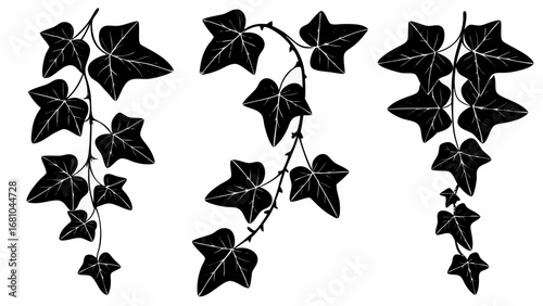 Elegant black ivy vines cascading down, perfect for nature-inspired designs and botanical themes