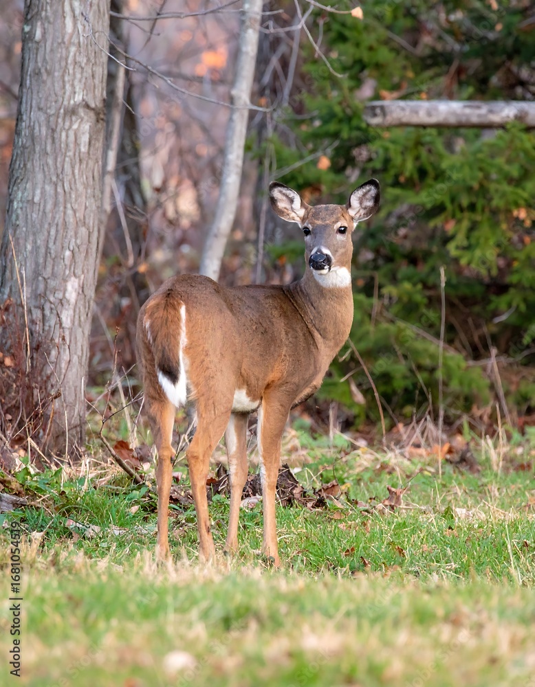 Fototapeta premium Doe in autumn woods