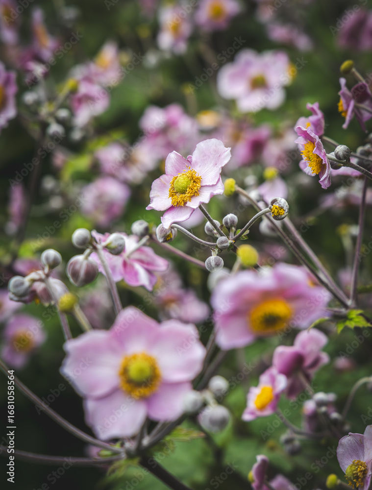 Obraz premium Pink Japanese anemone flowers (Eriocapitella hupehensis) in the Valley Garden, Harrogate, UK.