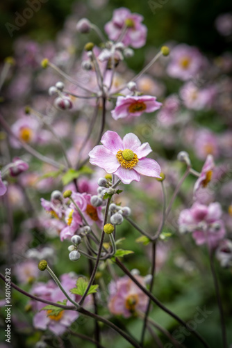 Pink Japanese anemone flowers (Eriocapitella hupehensis) in the Valley Gardens, Harrogate, UK.