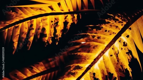 Illuminated Palm Fronds at Night