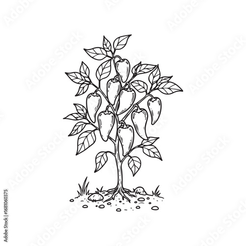 Hand drawn illustration of a pepper plant with many ripe peppers