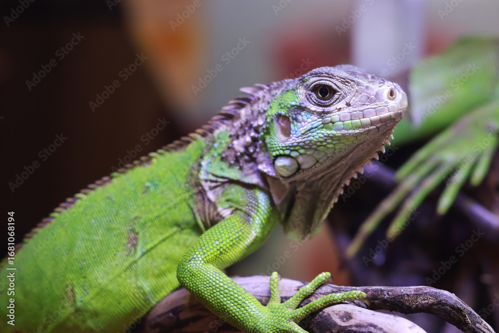 Fototapeta premium Striking close-up of a green iguana perched on a branch, showcasing its vibrant scales, impressive crest, and intelligent eyes. The sharp focus on the reptile and soft background 