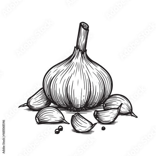 Hand drawn illustration of a garlic bulb and cloves isolated on white background