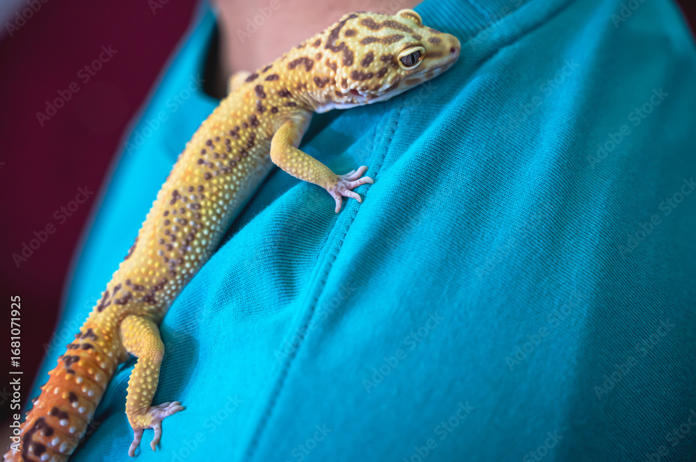 Naklejka premium Close up man holding cute little Leopard gecko on hand, exotic pet concept