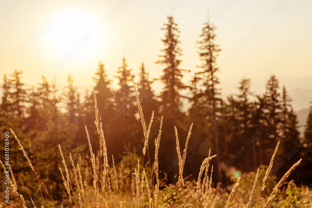 Fototapeta premium Scenic sunset Pamporovo Rhodope mountains Bulgaria, pine tree silhouettes under golden light showing peaceful untouched nature summer tourism eco holidays adventure travel perfect 