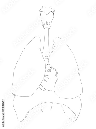 Black and white respiratory system drawing with detailed heart, lung, diaphragm, and trachea contours on a white background. This printable coloring page provides an educational view.