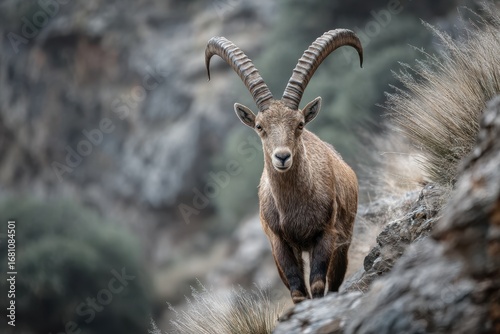 Spanish ibex Capra pyrenaica hispanica in Malaga Spain