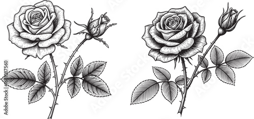 Vector art of two detailed black and white ink drawings of roses with buds and leaves