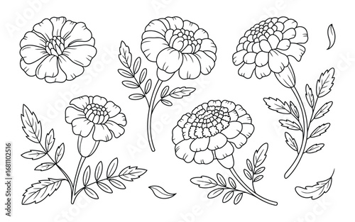 Vintage botanical illustration of marigold flowers and leaves