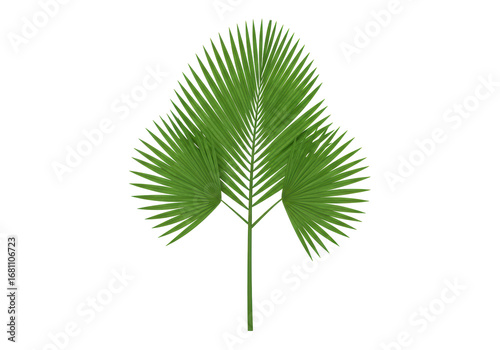 Isolated Fan Palm Plant, green leaves, tree from tropical area, lush botanic greenery, nature