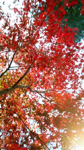 Super Slow Motion of Falling Autumn Maple Leaves against Blue Sky. Filmed on High Speed Cinema Camera, 1000 fps. Vertical Composition.