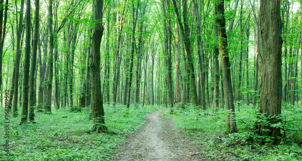 Obraz premium Forest trees. nature green wood sunlight backgrounds