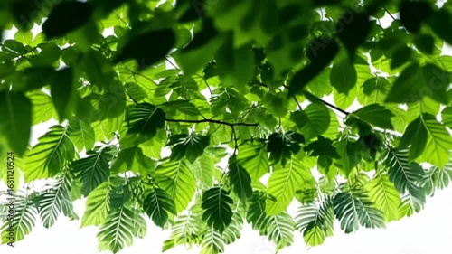 Vibrant Green Canopy: A Lush Summer Leaf Display