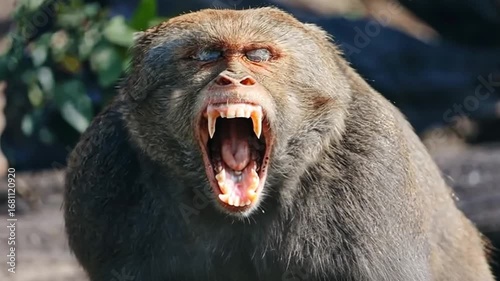 Aggressive Baboon Close-Up