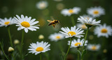 Busy bee collects nectar from delicate white daisy flower in vibrant summer garden setting
