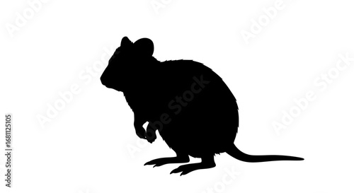 Black silhouette of a kangaroo rat standing upright on a white background with its tail extended