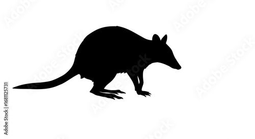 Black silhouette of a bilby a small marsupial native to australia on a white background