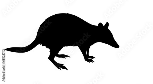 Silhouette of a bilby an australian marsupial with long ears and a pointed snout on a white background