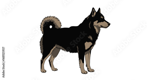 A striking black and tan husky mix dog stands alert with a curled tail and pointed ears on a white background