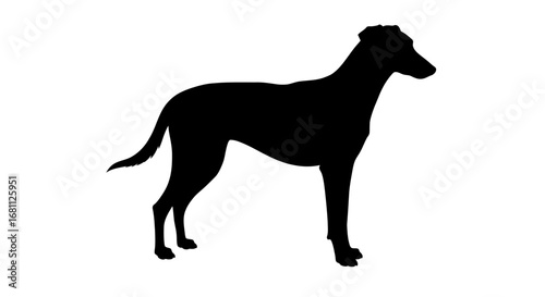 Elegant black silhouette of a graceful greyhound dog standing alertly against a clean white background