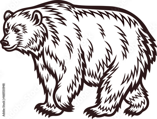 Bold hand drawn grizzly bear illustration in vintage engraved isolated on white background