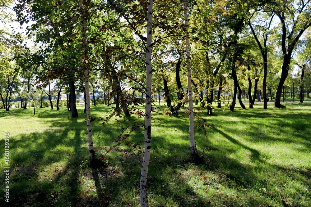 Naklejka premium spring in the park