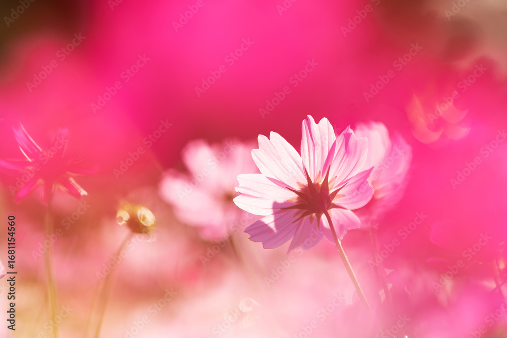 Fototapeta premium コスモスの幻想