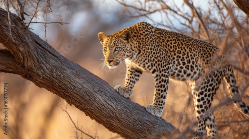 Leopard on a Limb: A stealthy leopard, its spotted coat blending with the dappled sunlight, perches gracefully on a sturdy tree branch, showcasing its predatory prowess in its natural habitat.