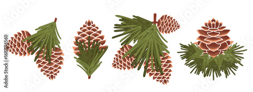 Flat vector botanical set: spruce cones of various sizes with small spiky branches, side view, for nature and plant design elements.