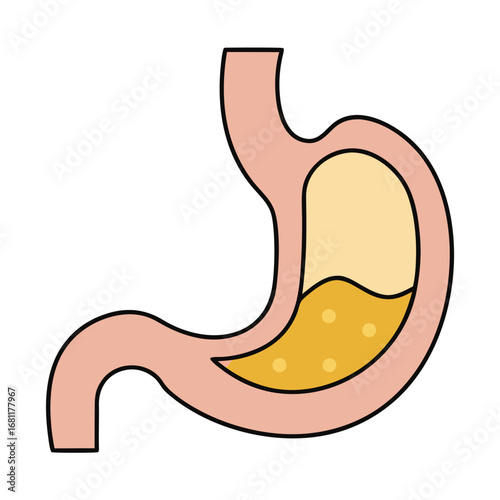 Simple illustration of a human stomach with digestive fluid organ anatomy