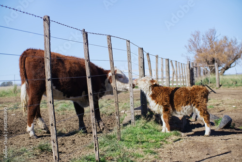 Hereford cow mother and her calf interacting through wire fence on farm