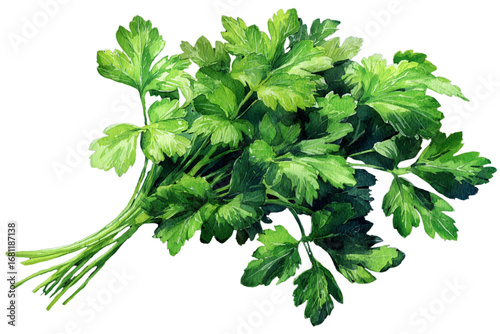 watercolor parsley isolated on white background