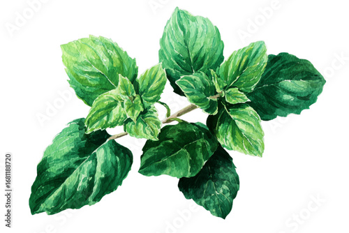  watercolor mint leaves isolated on white
