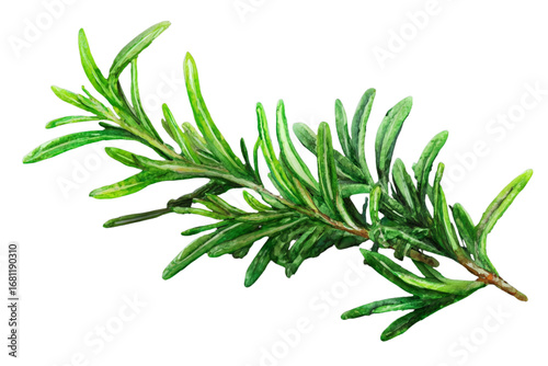 rosemary isolated on white background