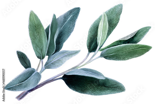 green leaves on a white background