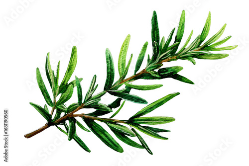 branches of a pine