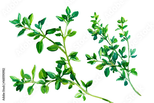green leaves isolated on white