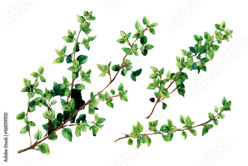 green leaves isolated on white background