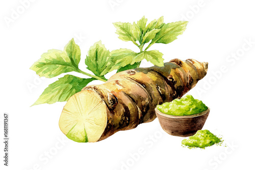 watercolor fresh herbs on a white background