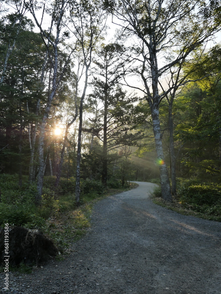 Obraz premium Sunlit Forest Pathway Through Lush Green Trees
