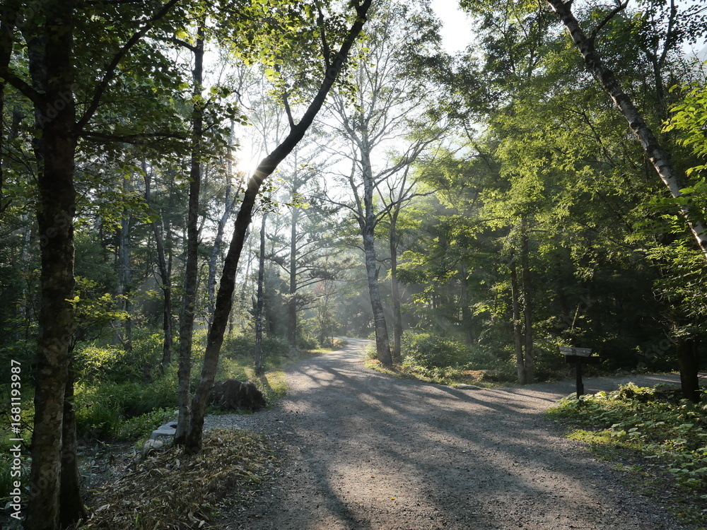 Obraz premium Serene Forest Pathway with Sunlight Filtering Through Trees