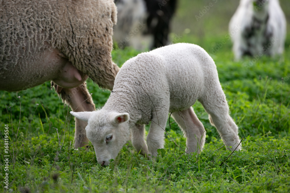 Obraz premium sheep and lamb