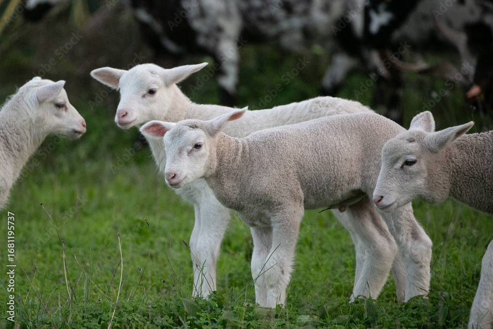 Obraz premium sheep and lambs