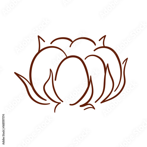 Simple line art style icon of a cotton boll isolated on white background. Ideal for textile design, organic theme, label, eco botanical illustration.