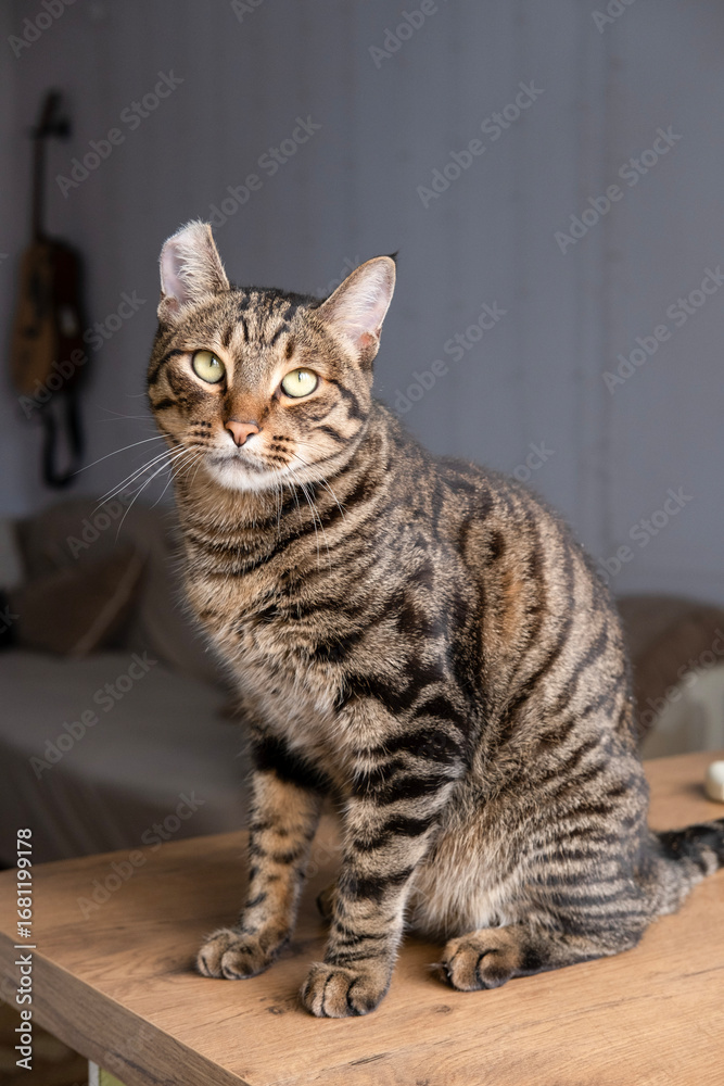 Fototapeta premium A beautiful cat with a tiger color